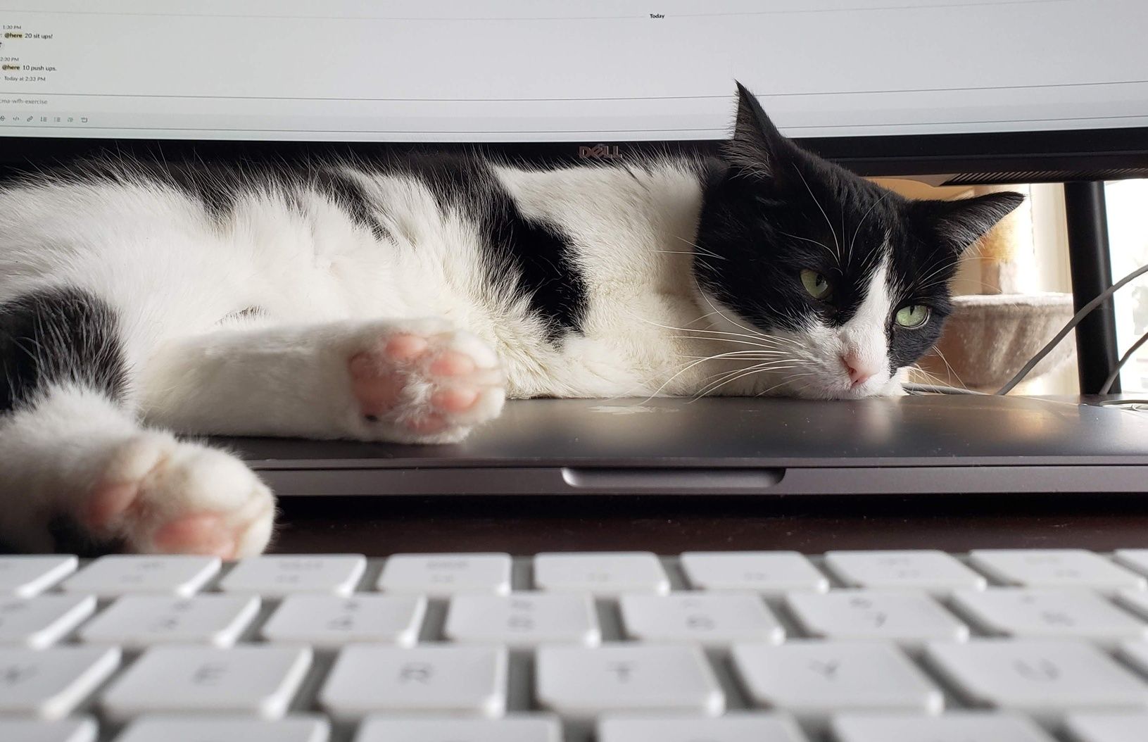 My cat Europa likes sitting on my laptop while I'm waiting for builds